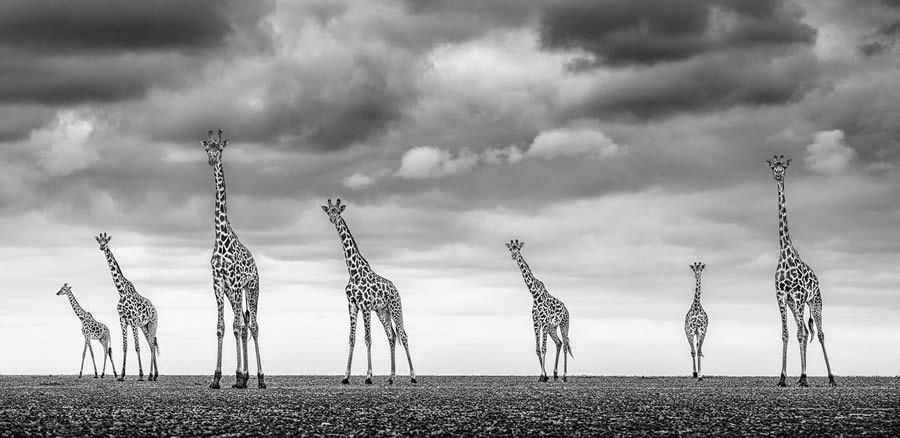 Fine Art Wildlife Photography By James Lewin