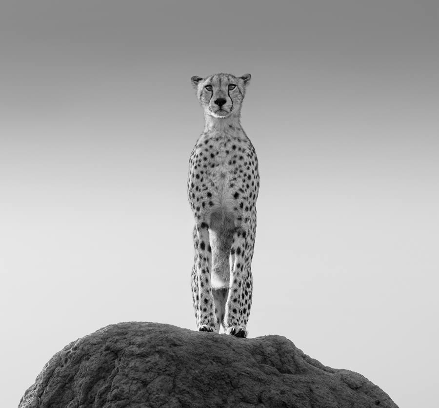 Fine Art Wildlife Photography By James Lewin