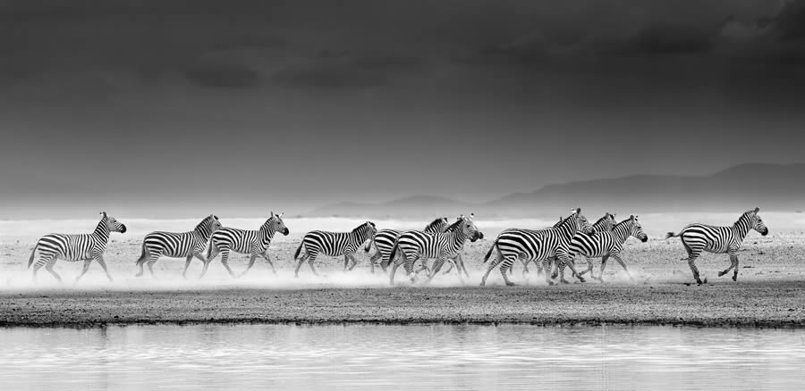 Fine Art Wildlife Photography By James Lewin