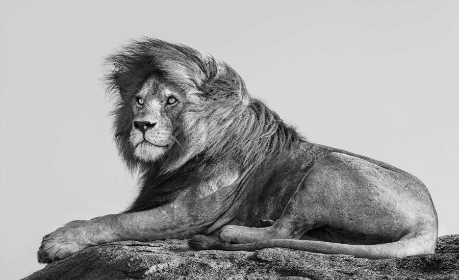 Fine Art Wildlife Photography By James Lewin