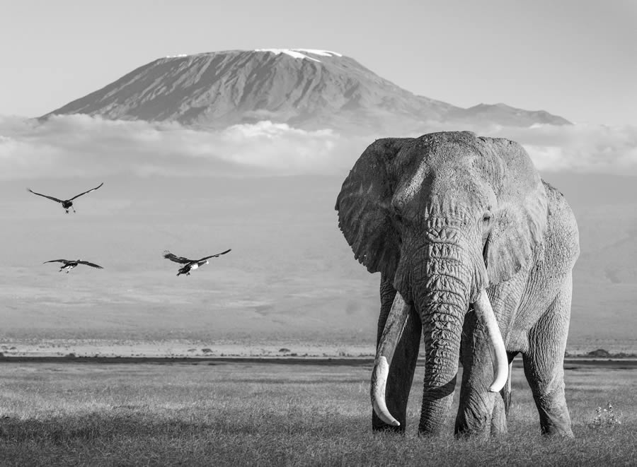 Fine Art Wildlife Photography By James Lewin