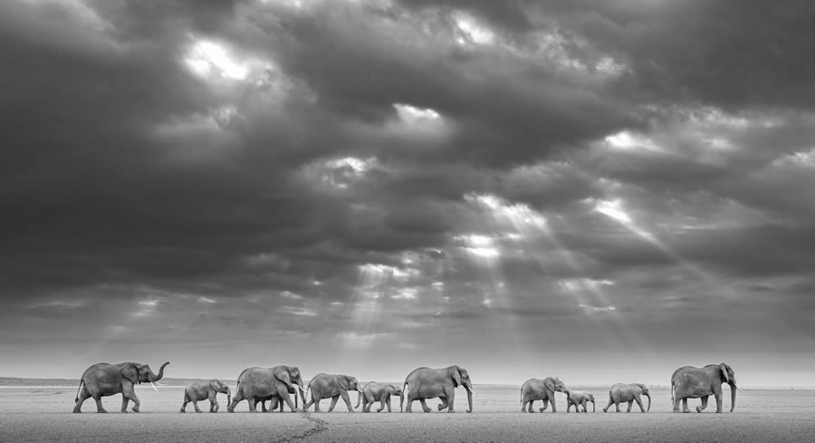 Fine Art Wildlife Photography By James Lewin