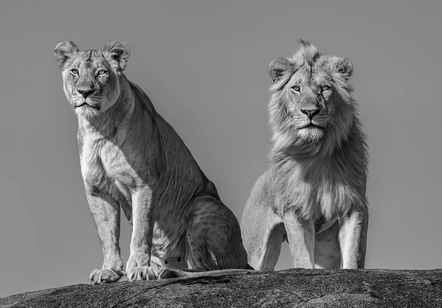 Fine Art Wildlife Photography By James Lewin