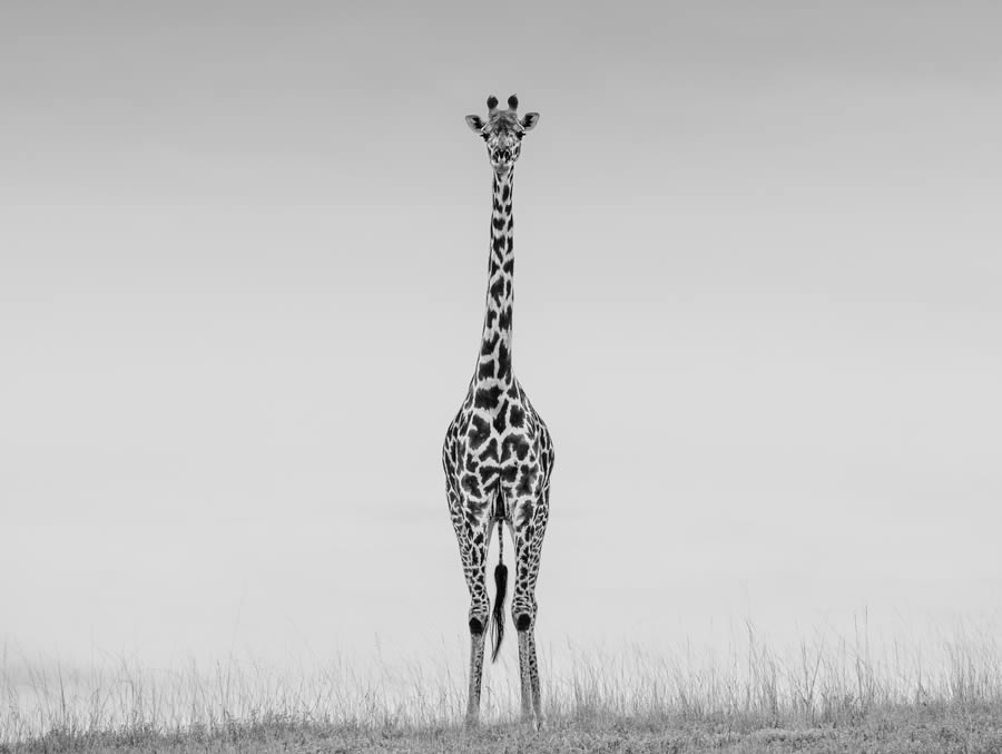 Fine Art Wildlife Photography By James Lewin