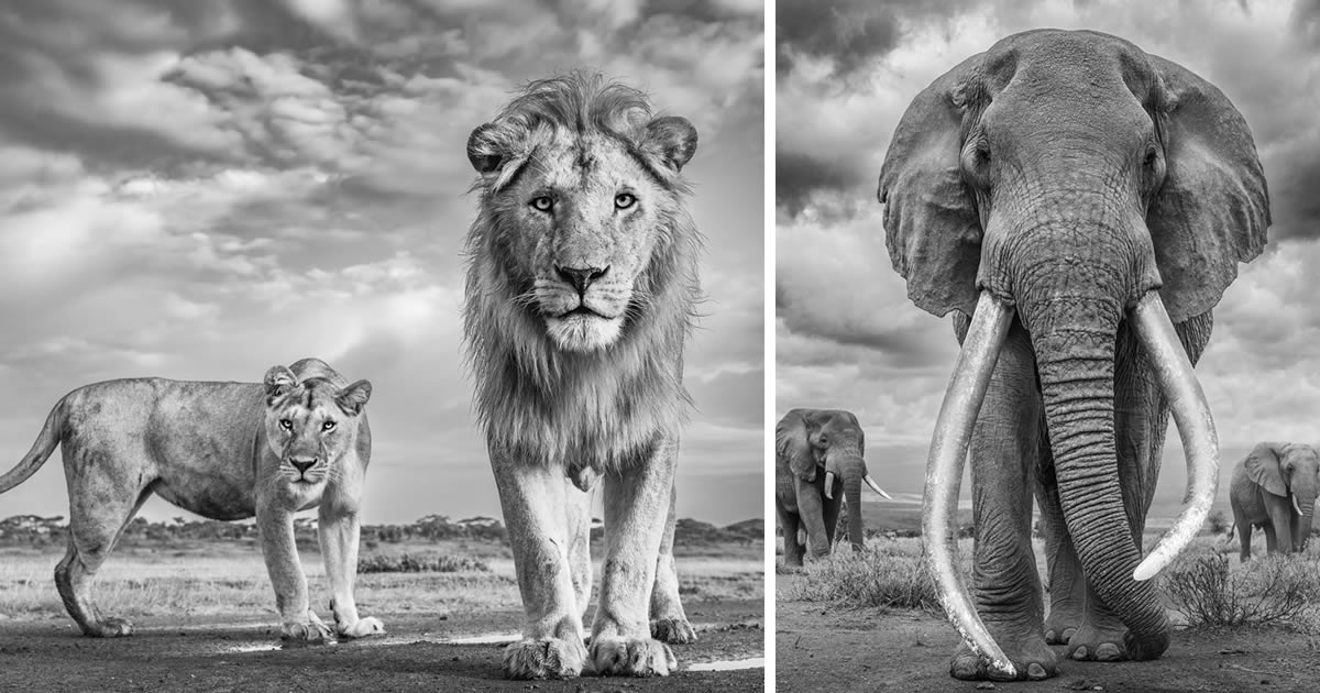 Photographer James Lewin Captures the Majestic Wildlife of Africa in Black and White