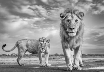 Fine Art Wildlife Photography By James Lewin