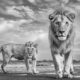 Fine Art Wildlife Photography By James Lewin