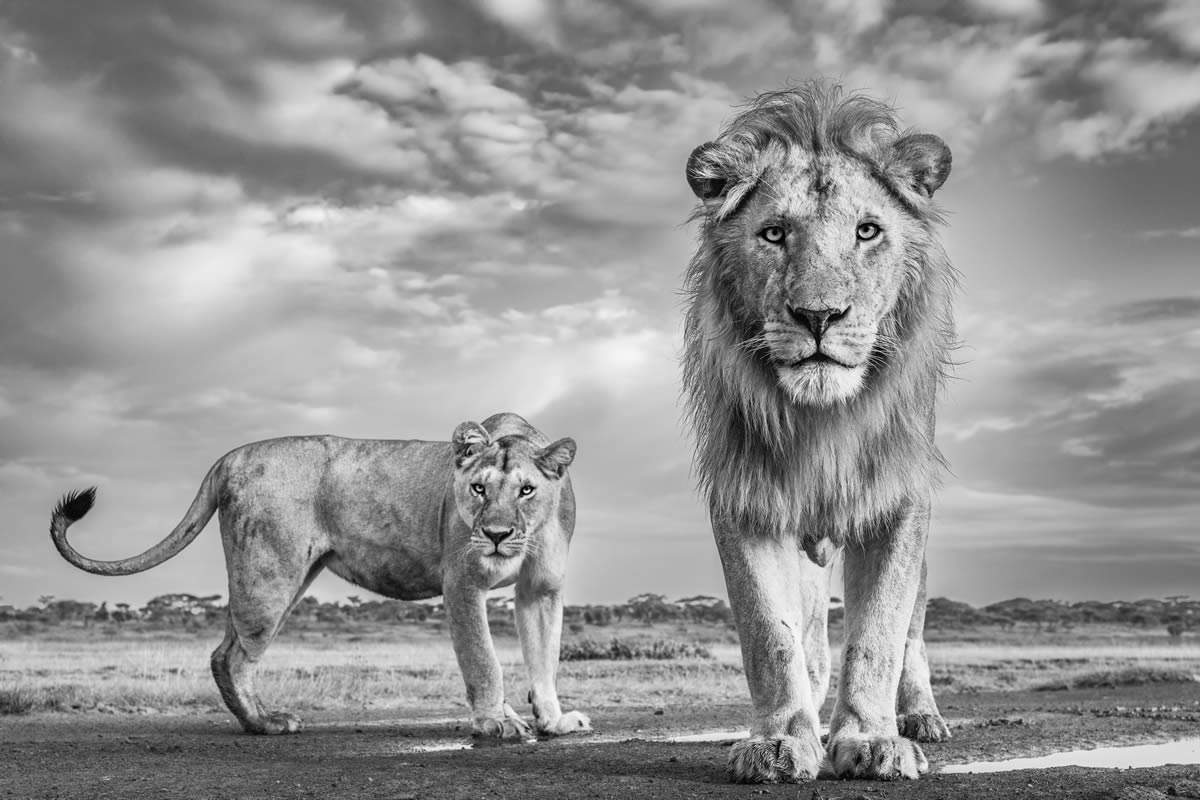 Fine Art Wildlife Photography By James Lewin