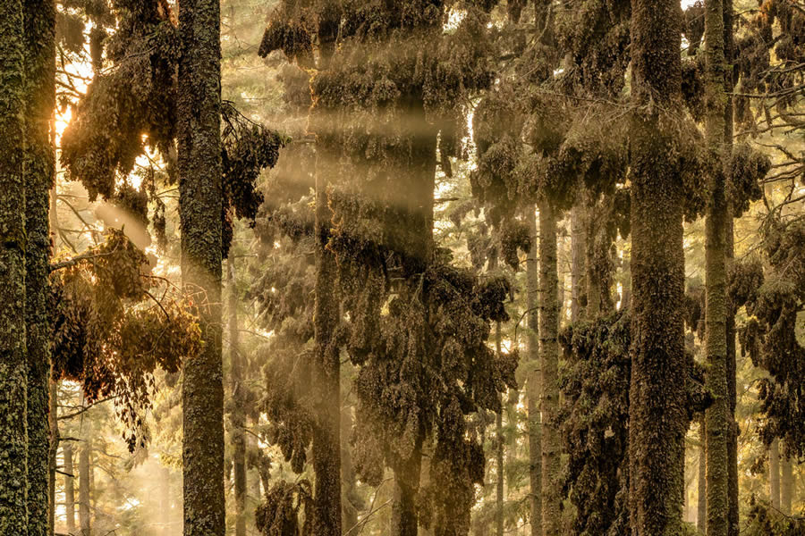 2024 European Nature Photographer Of The Year Winners