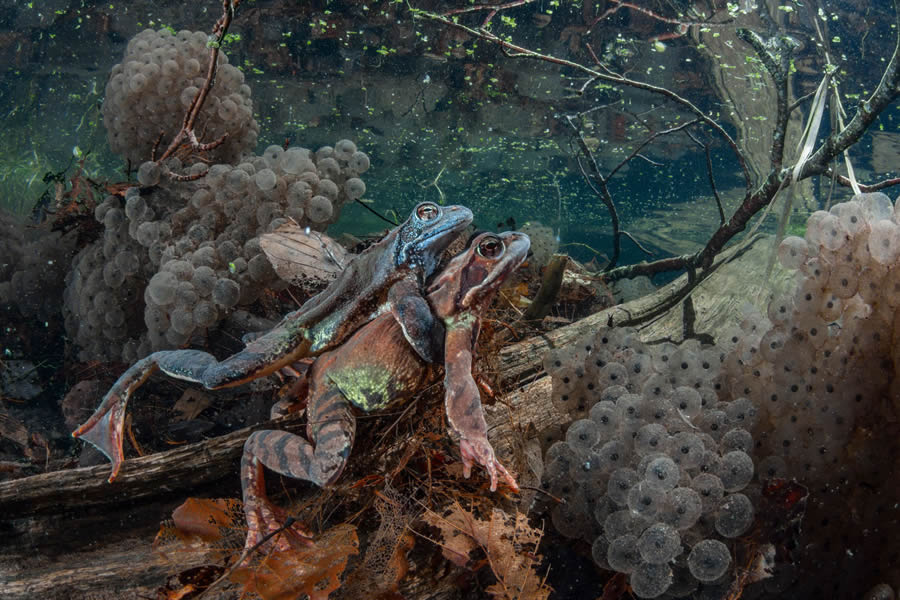 2024 European Nature Photographer Of The Year Winners