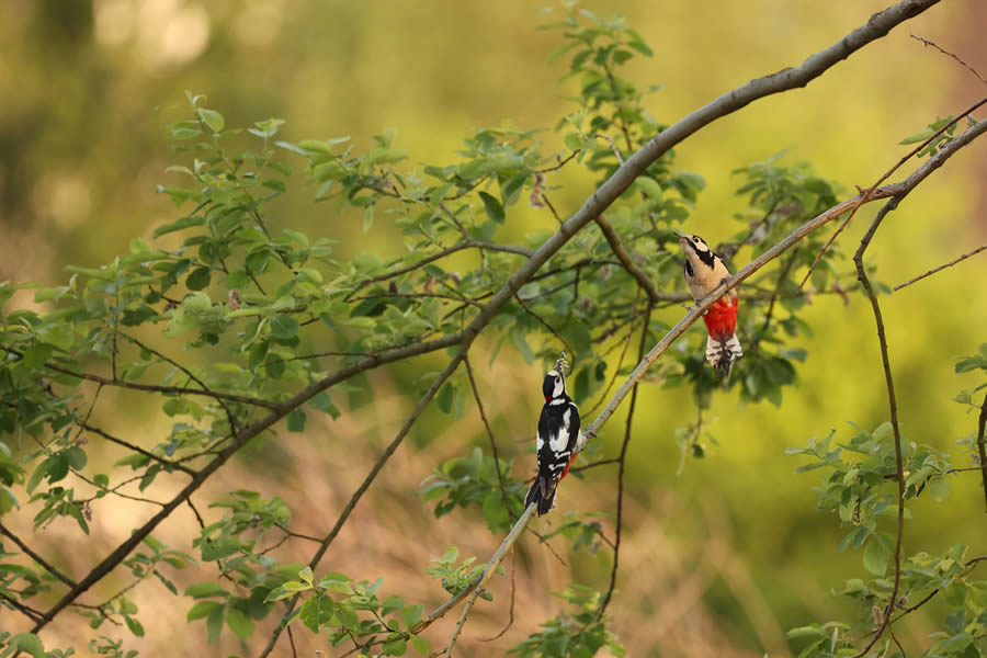 2024 European Nature Photographer Of The Year Winners