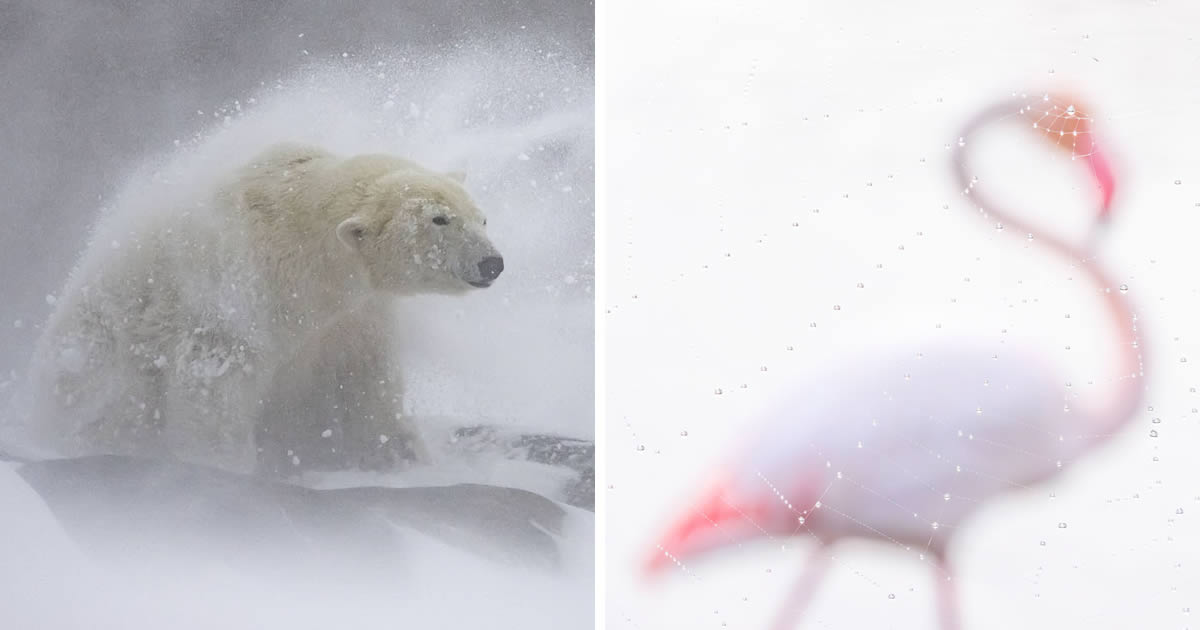 20 Incredible Winning Photos From The 2024 European Nature Photographer Of The Year