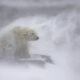 2024 European Nature Photographer Of The Year Winners