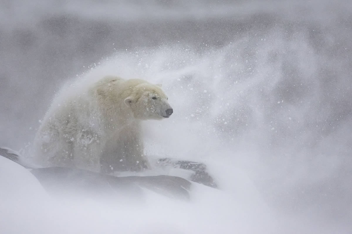 2024 European Nature Photographer Of The Year Winners