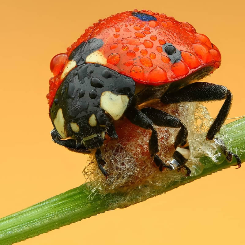 Stunning Close-Up Portraits Of Insects by Andrey Shapovalov