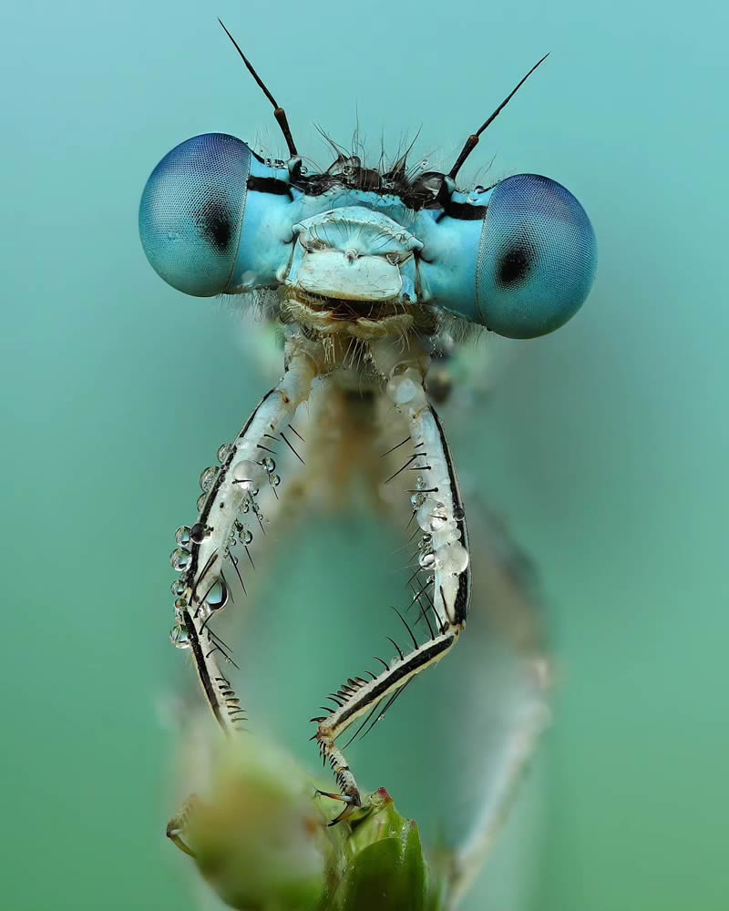 Stunning Close-Up Portraits Of Insects by Andrey Shapovalov