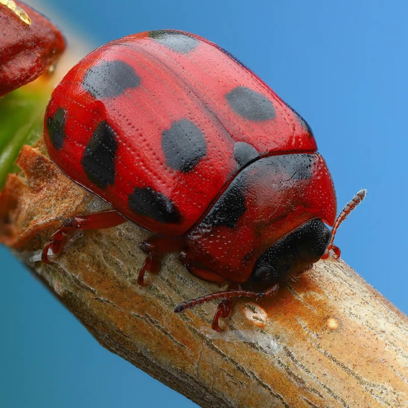 Stunning Close-Up Portraits Of Insects by Andrey Shapovalov