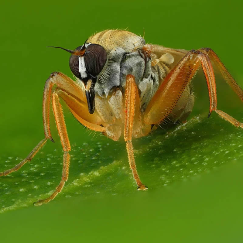 Stunning Close-Up Portraits Of Insects by Andrey Shapovalov