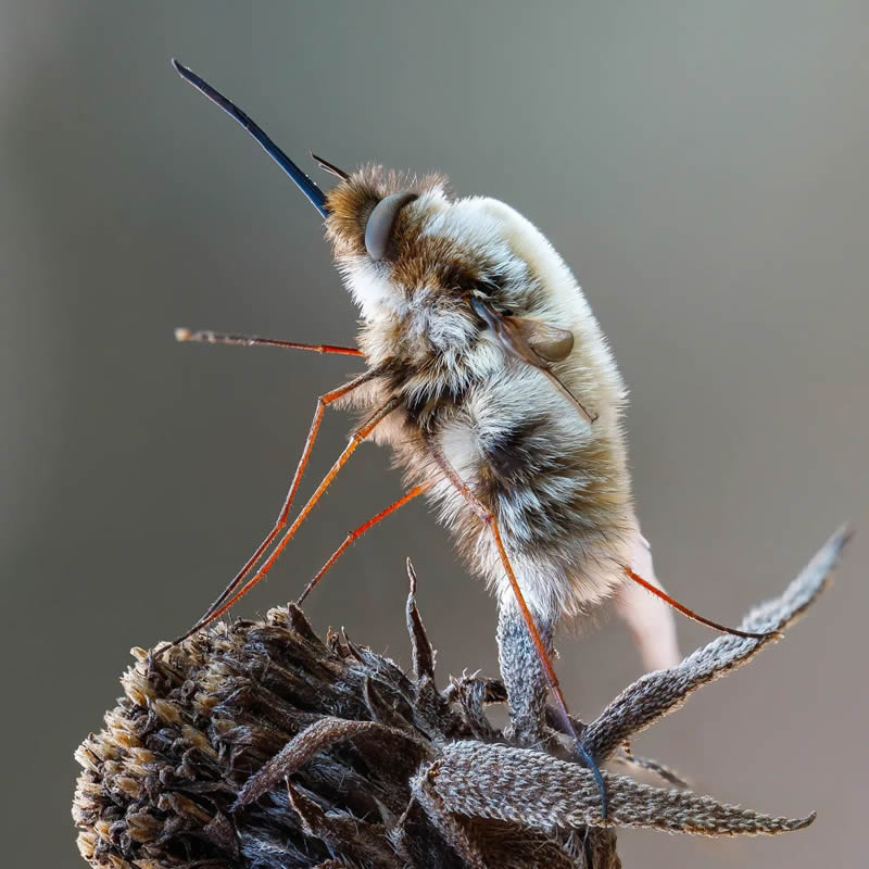 Stunning Close-Up Portraits Of Insects by Andrey Shapovalov