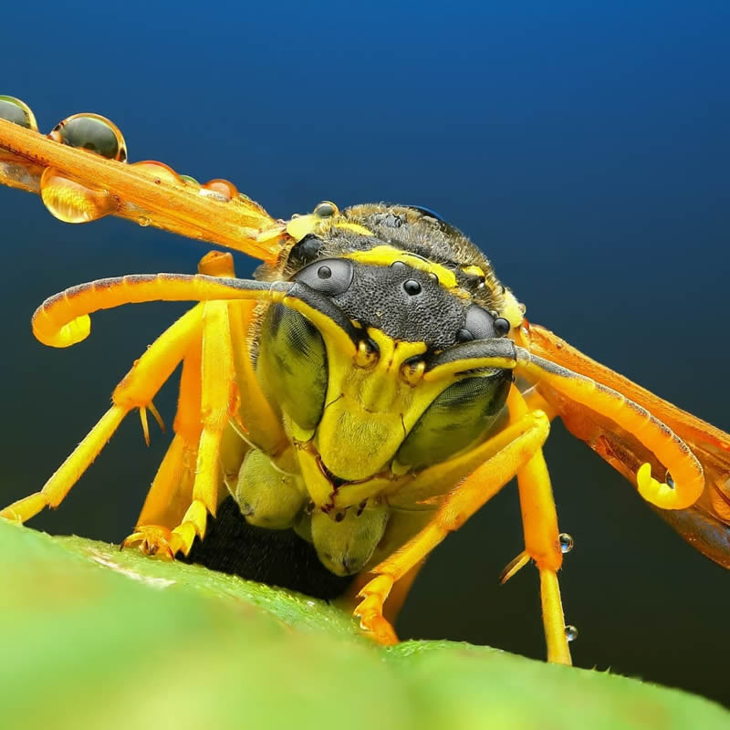 Stunning Close-Up Portraits Of Insects by Andrey Shapovalov