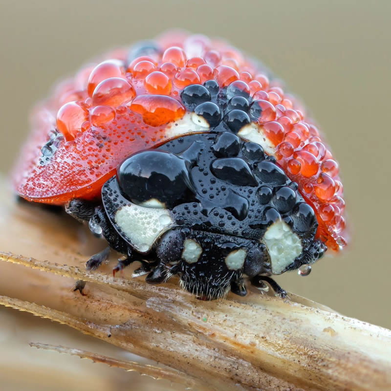 Stunning Close-Up Portraits Of Insects by Andrey Shapovalov