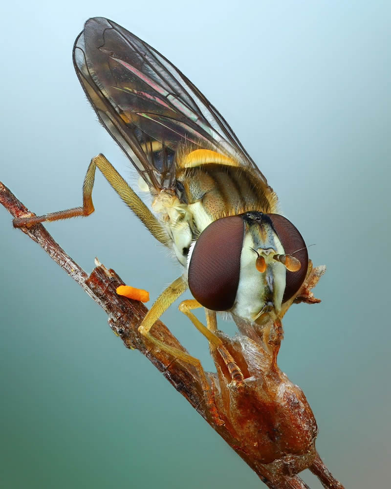 Stunning Close-Up Portraits Of Insects by Andrey Shapovalov