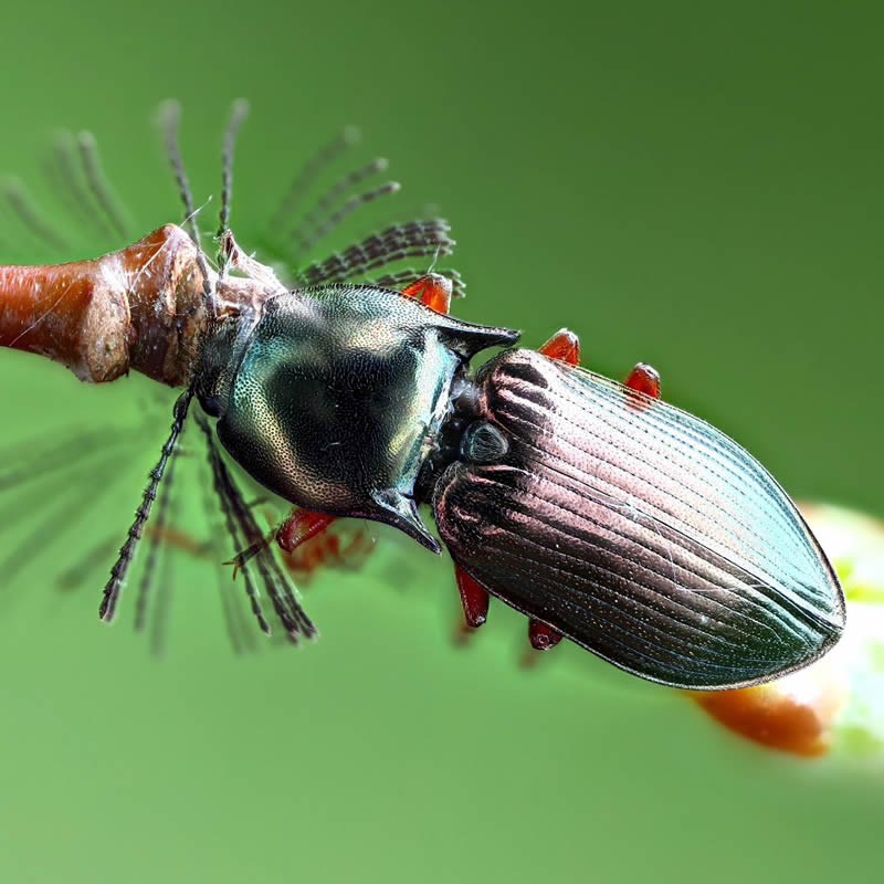 Stunning Close-Up Portraits Of Insects by Andrey Shapovalov