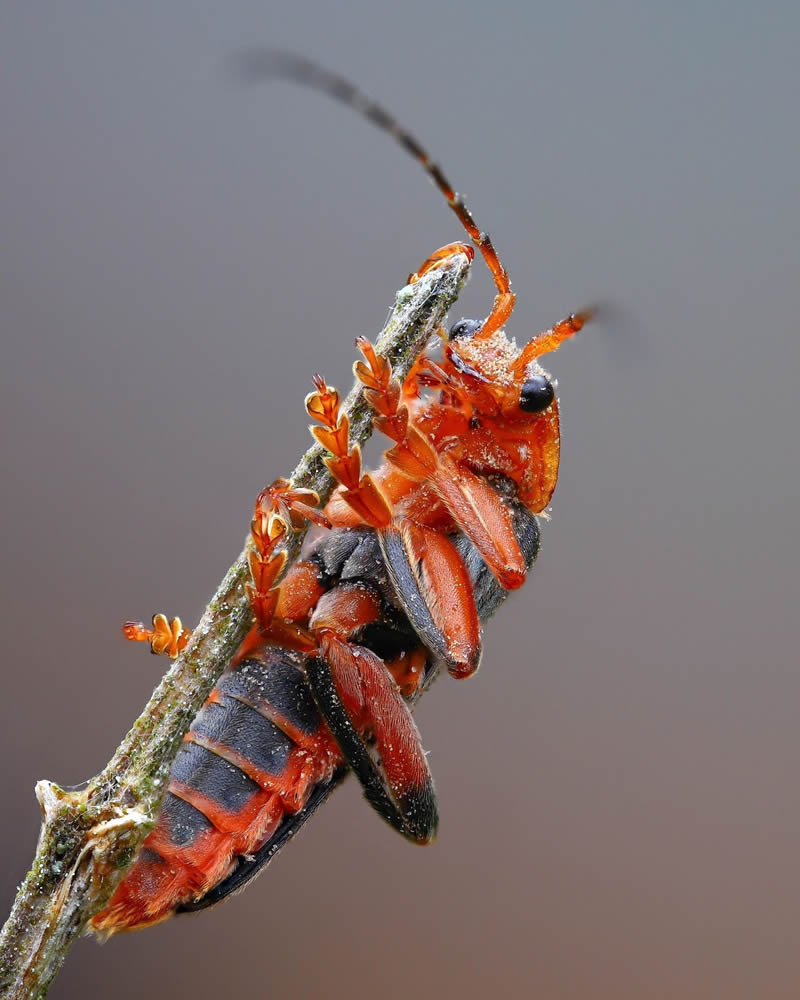 Stunning Close-Up Portraits Of Insects by Andrey Shapovalov