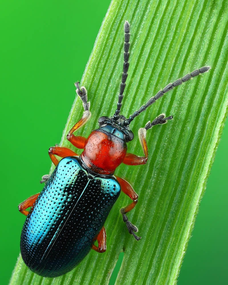 Stunning Close-Up Portraits Of Insects by Andrey Shapovalov