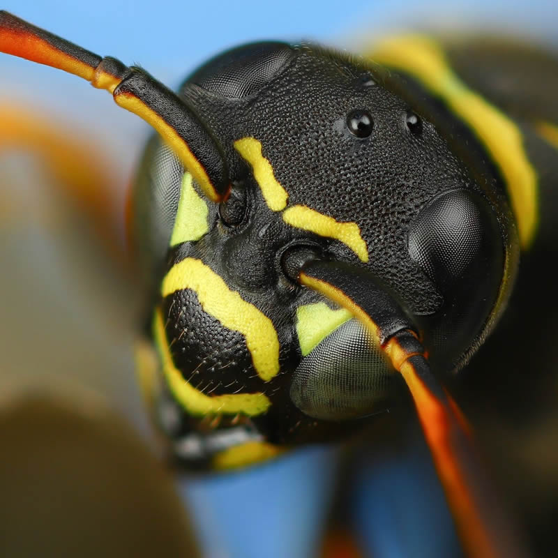 Stunning Close-Up Portraits Of Insects by Andrey Shapovalov