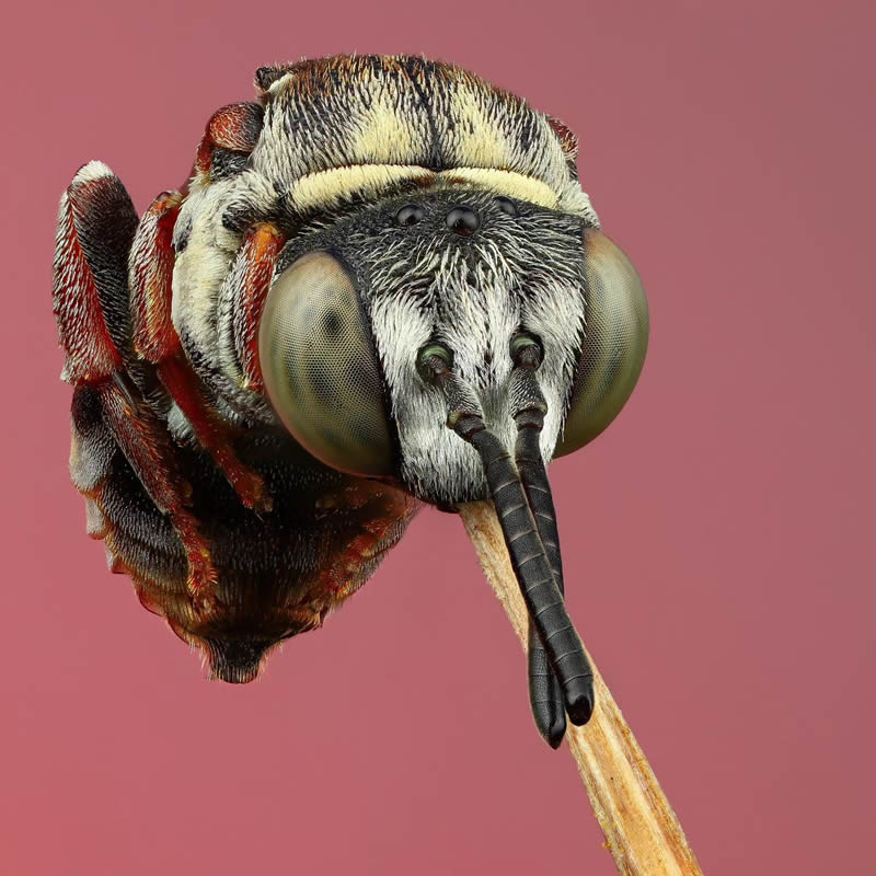 Stunning Close-Up Portraits Of Insects by Andrey Shapovalov