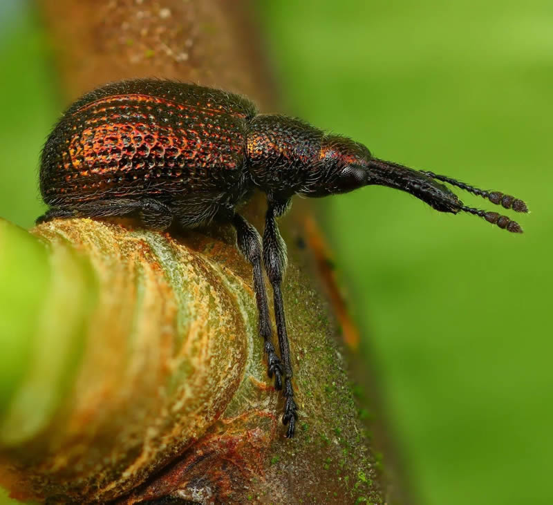 Stunning Close-Up Portraits Of Insects by Andrey Shapovalov