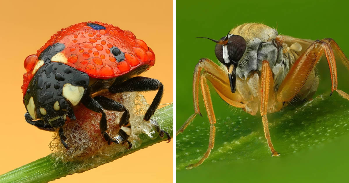 Russian Photographer Andrey Shapovalov Captures Stunning Close-Up Portraits Of Insects