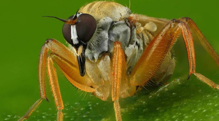 Stunning Close-Up Portraits Of Insects by Andrey Shapovalov