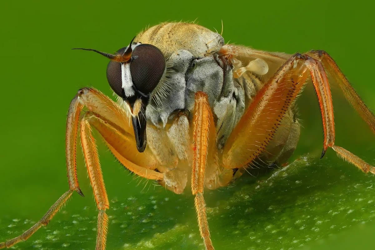 Stunning Close-Up Portraits Of Insects by Andrey Shapovalov