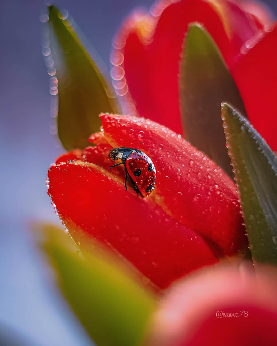 Incredible Macro Photos Of Ladybugs by Maria Isaev