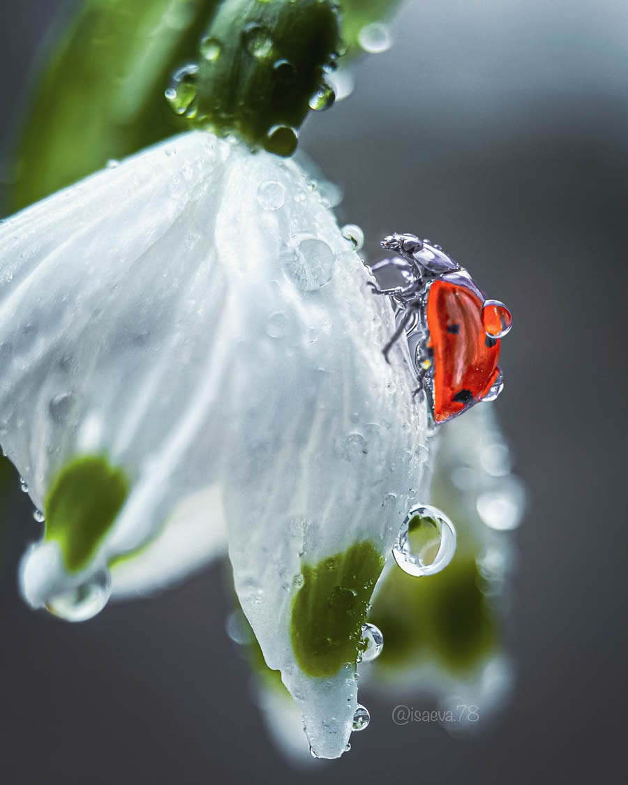 Incredible Macro Photos Of Ladybugs by Maria Isaev