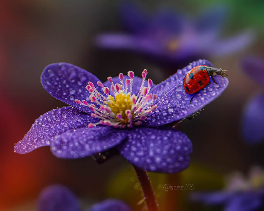 Russian Photographer Maria Isaev Captures Incredible Macro Photos Of Ladybugs