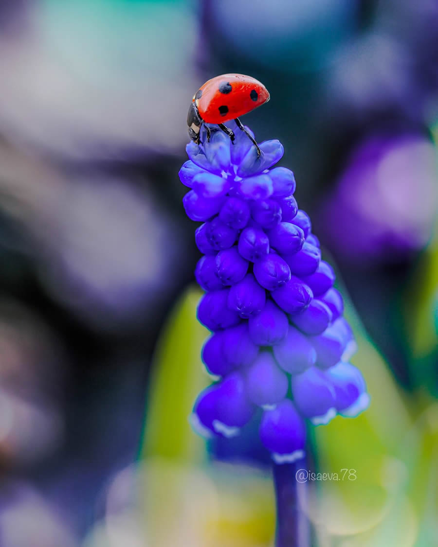 Incredible Macro Photos Of Ladybugs by Maria Isaev