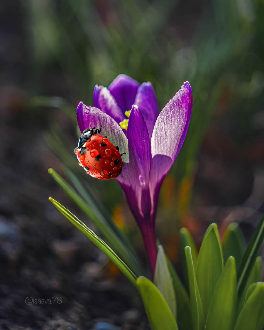 Incredible Macro Photos Of Ladybugs by Maria Isaev