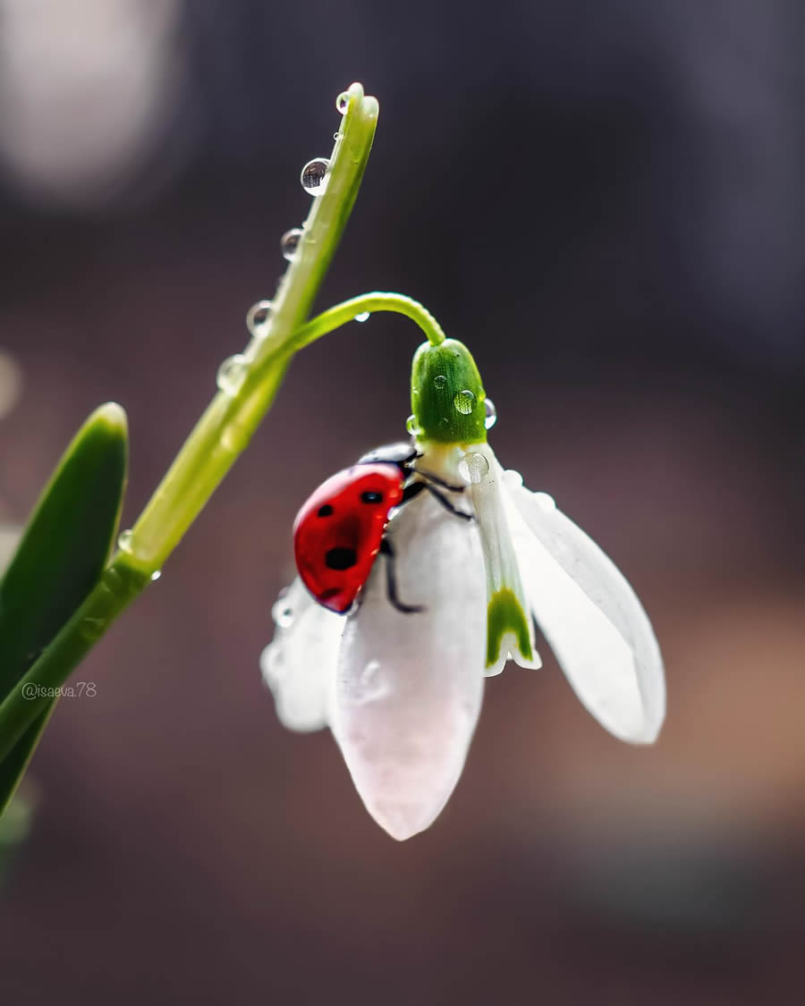 Incredible Macro Photos Of Ladybugs by Maria Isaev