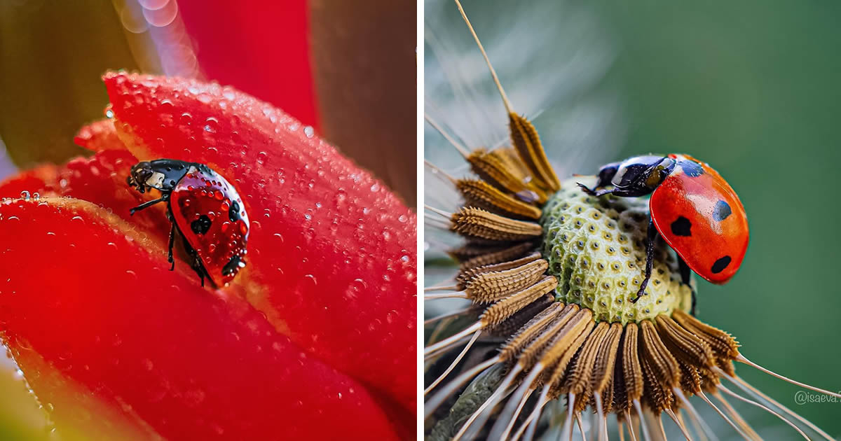 Russian Photographer Maria Isaev Captures Incredible Macro Photos Of Ladybugs