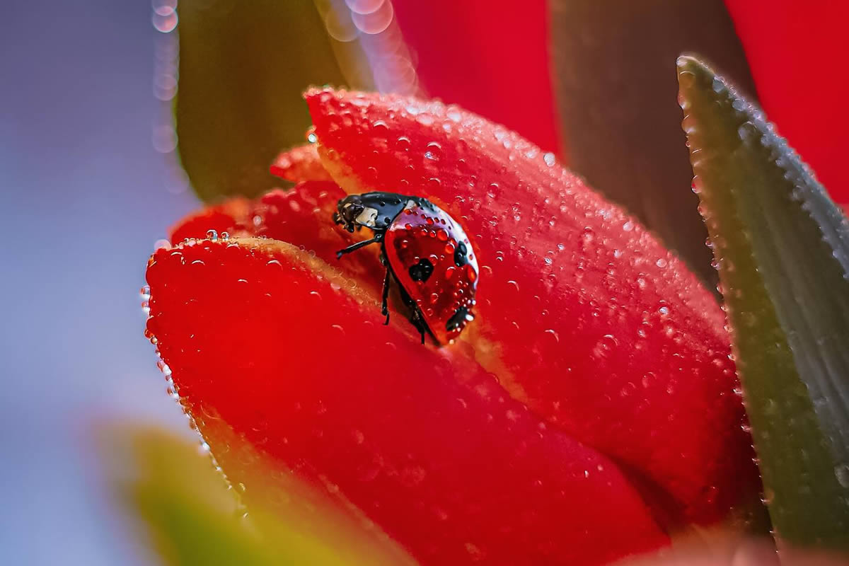 Incredible Macro Photos Of Ladybugs by Maria Isaev