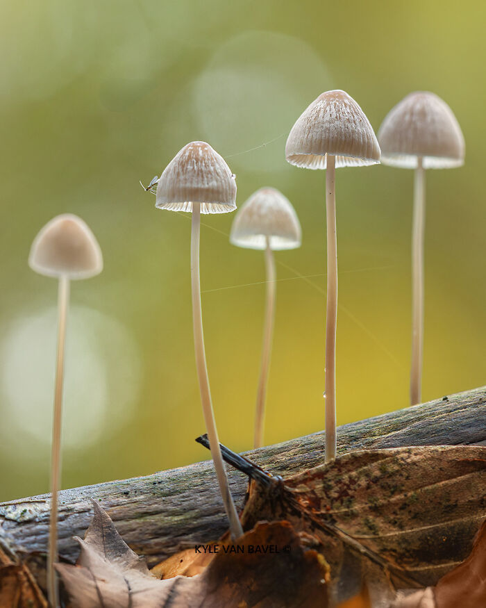 Macro Photographer Kyle van Bavel Showcases the Beauty of Nature in Autumn