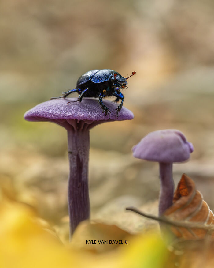 Beauty of Nature in Autumn By Kyle van Bavel