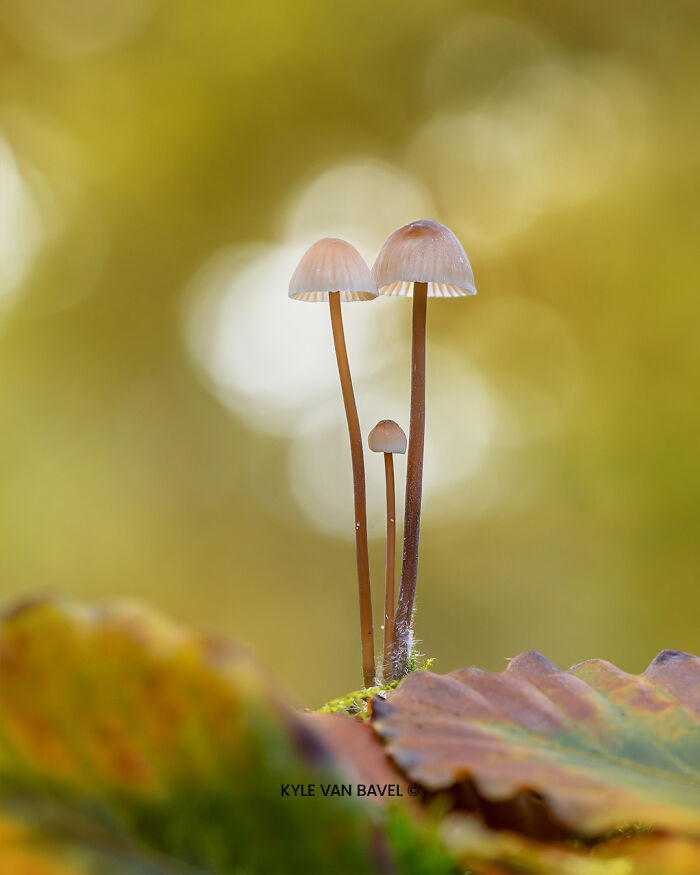 Beauty of Nature in Autumn By Kyle van Bavel