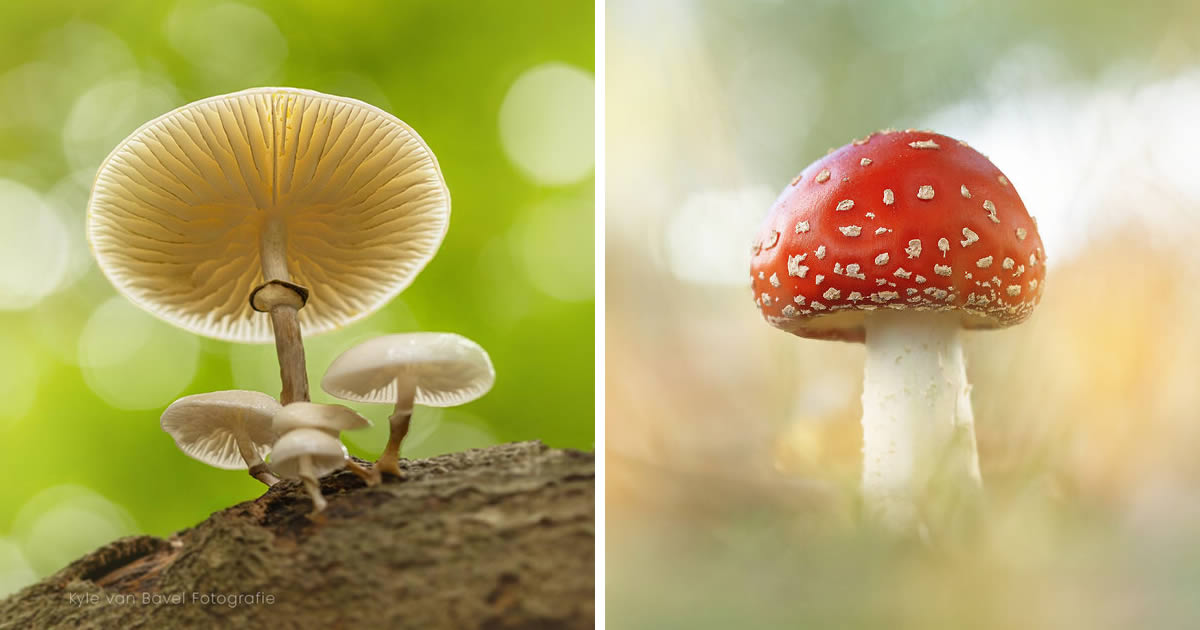 Macro Photographer Kyle van Bavel Showcases the Beauty of Nature in Autumn