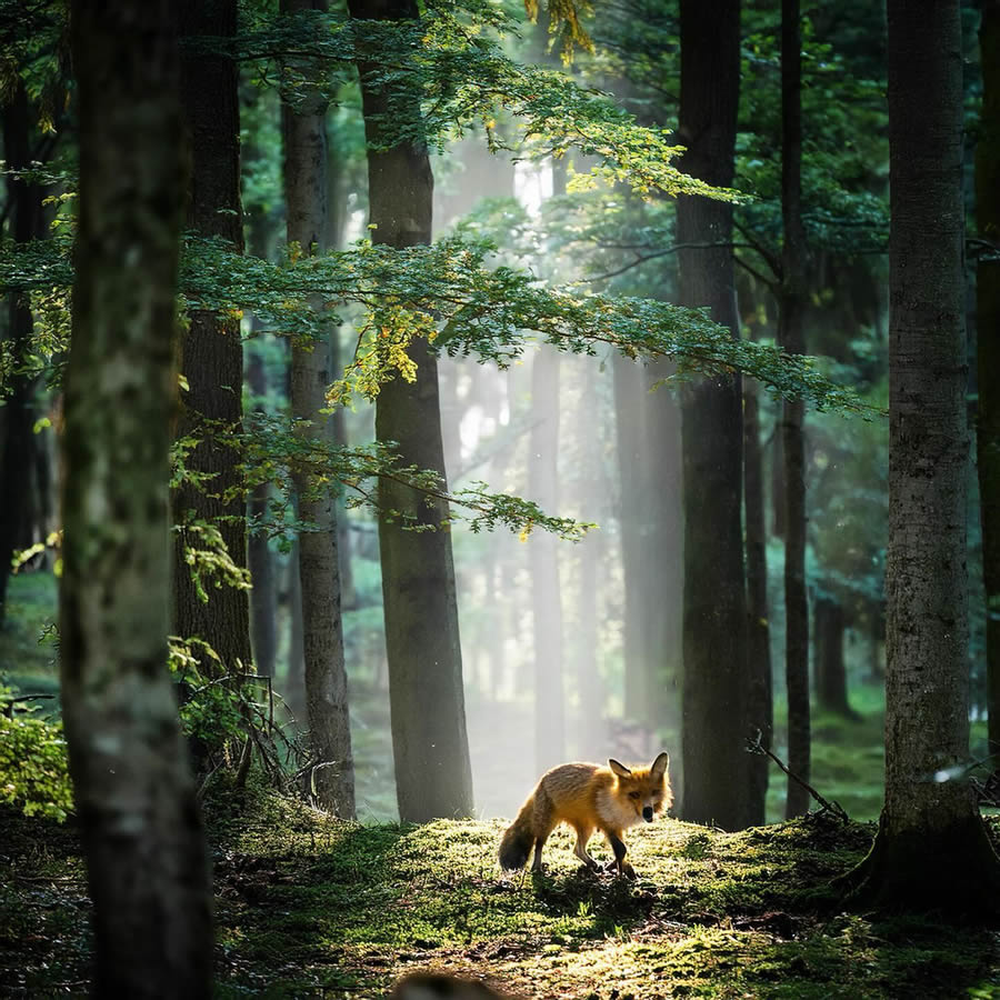 Nature Photography Of Animals And Landscapes By Michal Janda