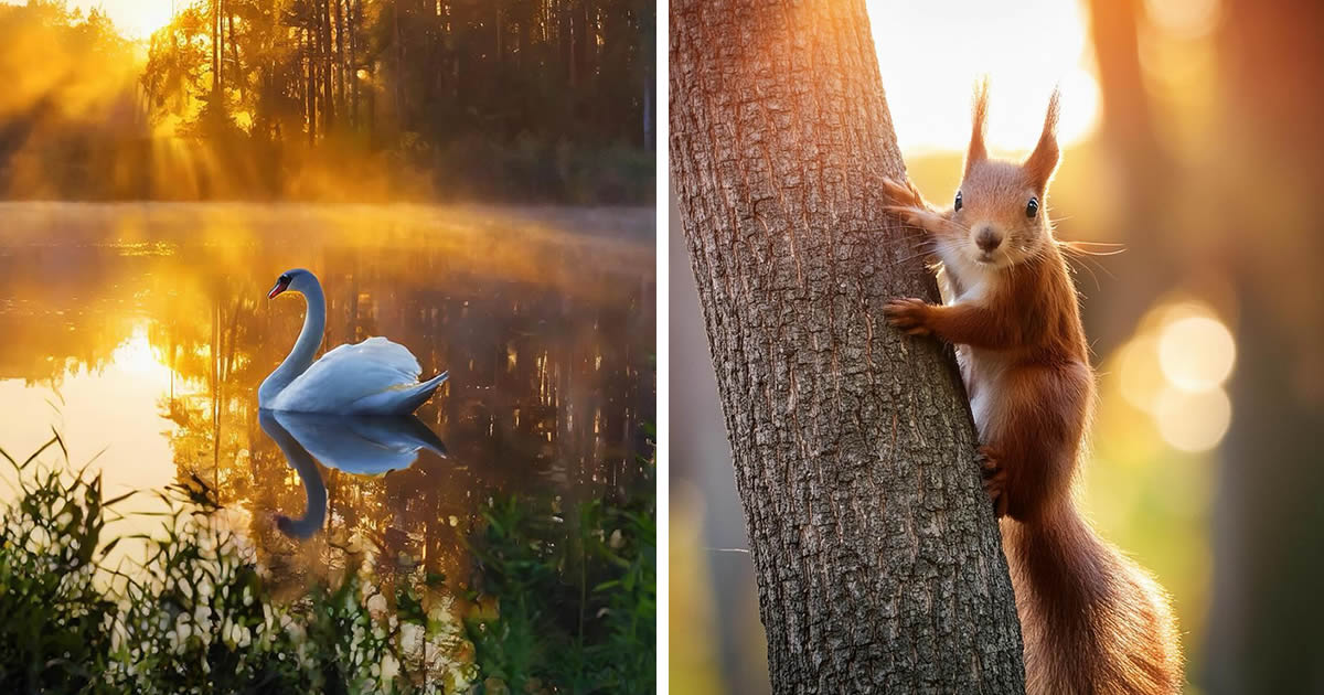 Czech Nature Photographer Michal Janda Captures Stunning Photos Of Animals And Landscapes