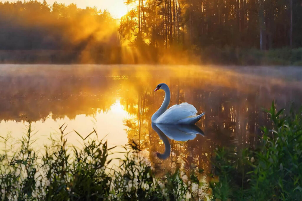 Nature Photography Of Animals And Landscapes By Michal Janda